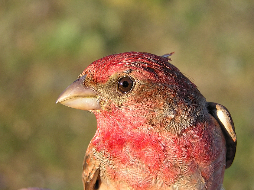 Common Rosefinch, Sundre 20070609